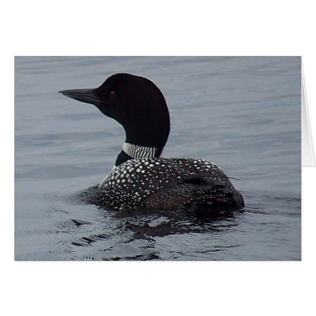 Loon sur le lac Pushaw (Devant horizontal)