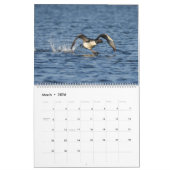 Loons et loonlets (plongeons) Calendrier (Mar 2026)