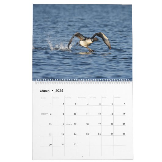 Loons et loonlets (plongeons) Calendrier (Mar 2026)