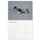 Loons et loonlets (plongeons) Calendrier (Feb 2027)