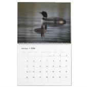 Loons et loonlets (plongeons) Calendrier (Jan 2026)