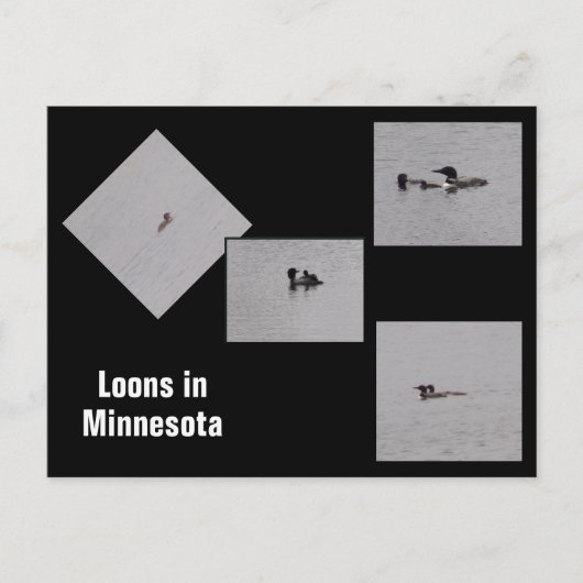 Loons in Minnesota Briefkaart (Voorkant)