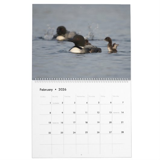 Loons & Loonlets (baby loons) Kalender (Feb 2026)