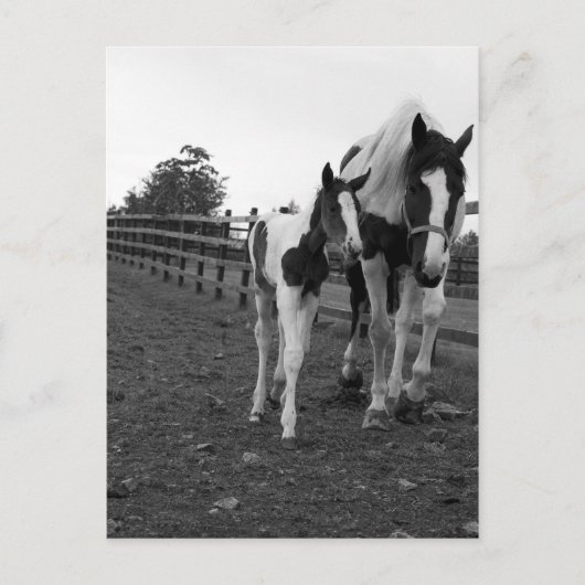 loop door de hek briefkaart (Voorkant)