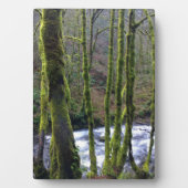 Loopbaan bij de Herfsten van Bridal Veil, OF Fotoplaat (voorkant)
