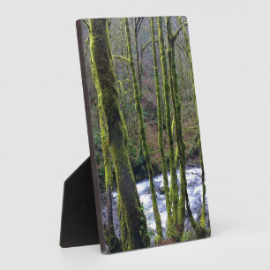 Loopbaan bij de Herfsten van Bridal Veil, OF Fotoplaat