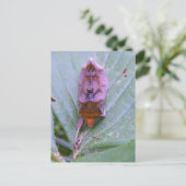 Looper moth ~ carte postale (Debout devant)