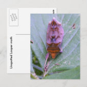 Looper moth ~ carte postale (Devant / Derrière)