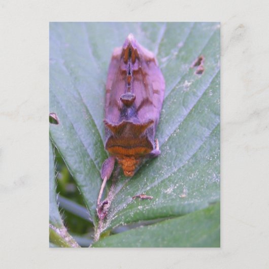 Looper moth ~ carte postale (Devant)