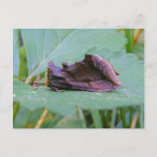 Looper Moth ~ carte postale
