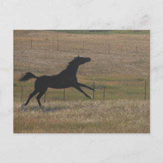 Looppas met het Briefkaart van de Wind