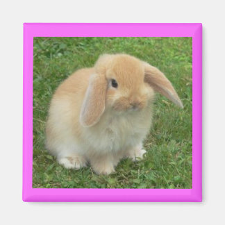 Lop Bunny Magneet
