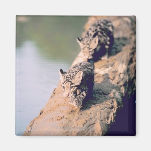 Lopard cubs op log magneet (Voorkant)