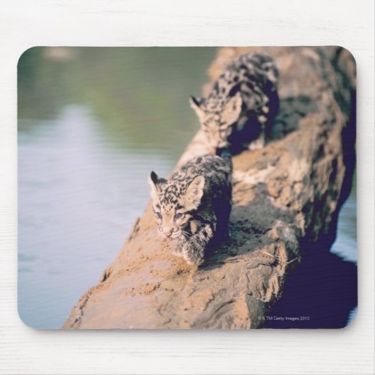 Lopard cubs op log muismat (Voorkant)