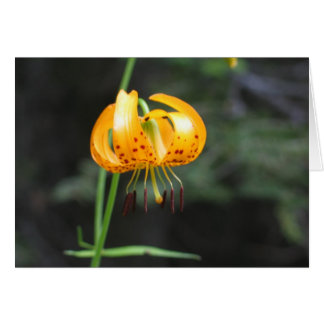 Lopard lily, Nationaal Park Sequoia