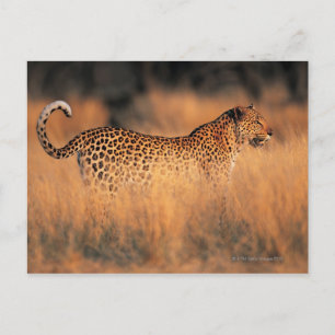 Lopard (Panthera pardus) Briefkaart