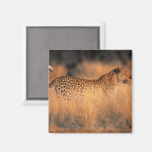 Lopard (Panthera pardus) Magneet (Voorkant / Achterkant)
