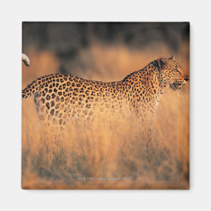 Lopard (Panthera pardus) Magneet