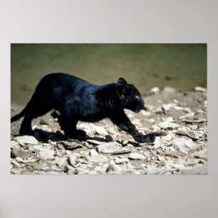 Lopard-zwarte fasecub (nat vanaf de rivier) poster