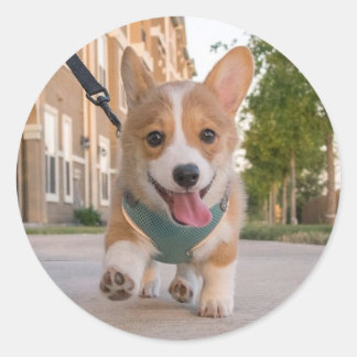 Lopend op de zonnige corgi puppy ronde sticker