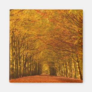 Lopend pad door het bos in de herfstmagneet magneet