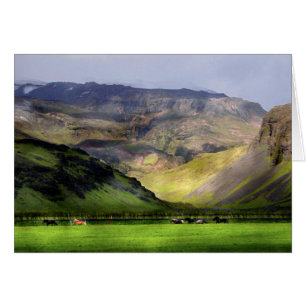 Lopende paarden IJsland