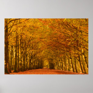 Lopende weg door het bos in het najaar poster