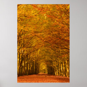 Lopende weg door het bos in het najaar poster