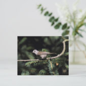 Lophophanes cristatus briefkaart (Staand voorkant)