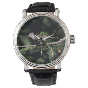 Lophophanes cristatus horloge
