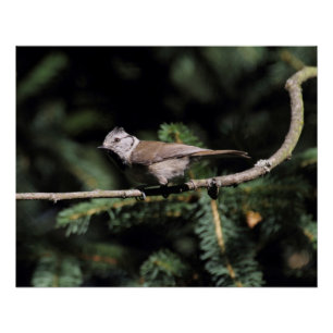 Lophophanes cristatus perfect poster