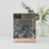 Lopoorkonijn Briefkaart (Staand voorkant)