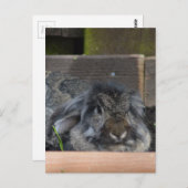 Lopoorkonijn Briefkaart (Voorkant / Achterkant)