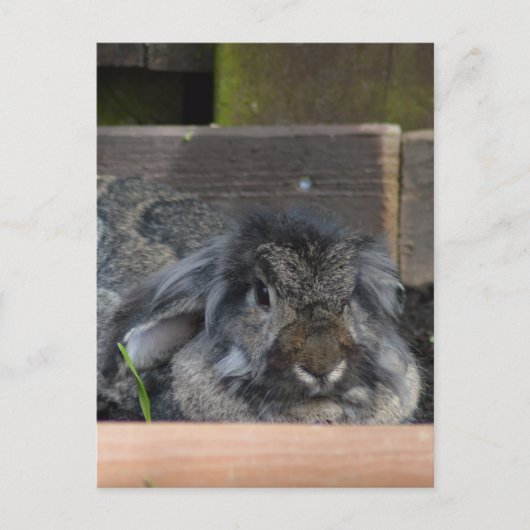Lopoorkonijn Briefkaart (Voorkant)
