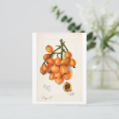  "LOQUATS" AMANDA ALMIRA NEWTON BRIEFKAART (Staand voorkant)