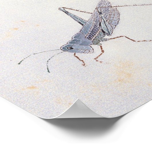 Loquats et une affiche de sauterelle (Coin)