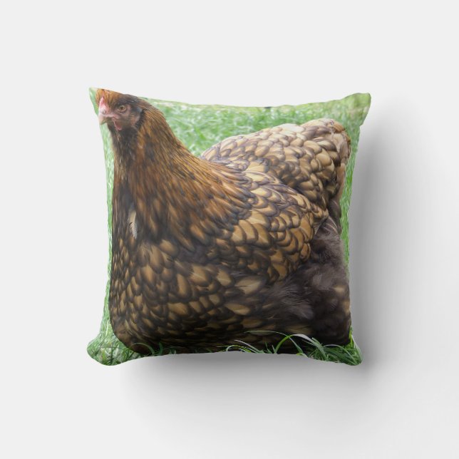 L'or a lacé le coussin d'Orpington, poulet, poule, (Recto)