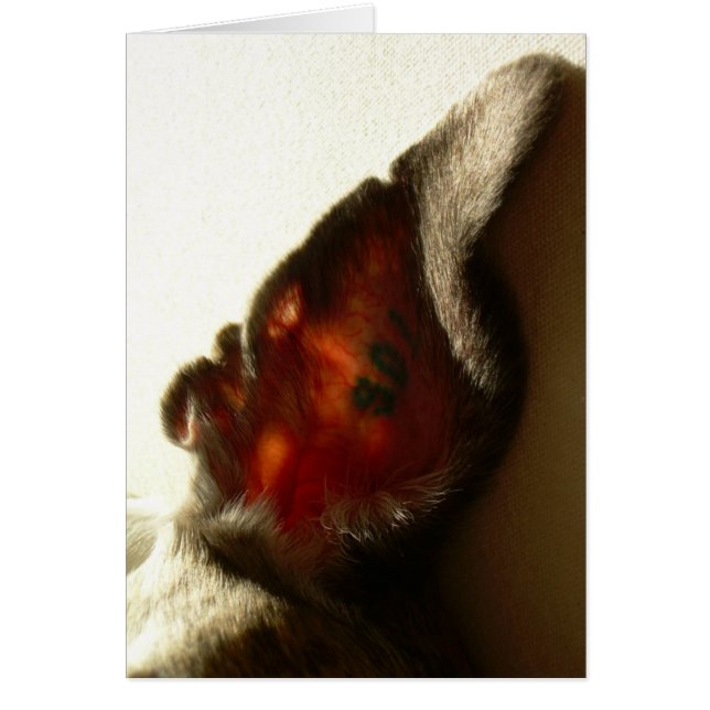 L'oreille du blanc de baie (Devant)