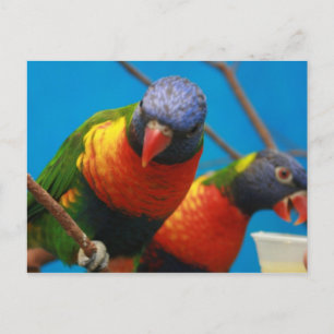 Lories Birds Briefkaart
