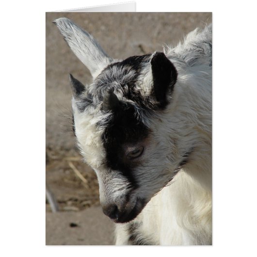 L'orignal le gosse de chèvre (Devant)