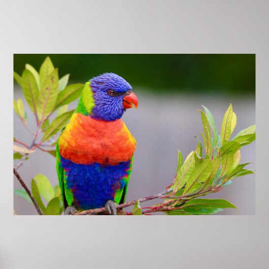 Lorikeet Bird Poster (Voorkant)
