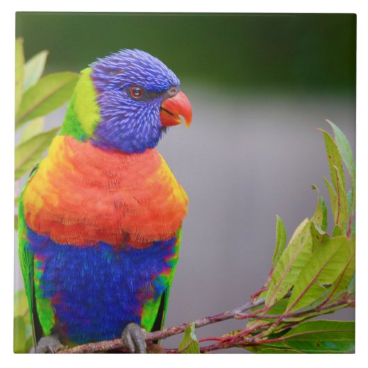 Lorikeet Bird Tegeltje (Voorkant)