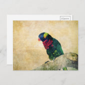 Lorikeet Briefkaart (Voorkant / Achterkant)