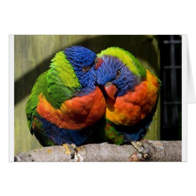 Lorikeets en amour (Devant horizontal)