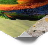 Lorikeets Poster (Hoek)