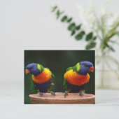 Loriket Briefkaart (Staand voorkant)
