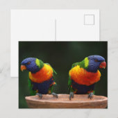 Loriket Briefkaart (Voorkant / Achterkant)