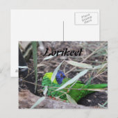 Loriket Briefkaart (Voorkant / Achterkant)