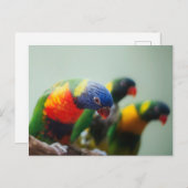 Loriket Parrots Briefkaart (Voorkant / Achterkant)