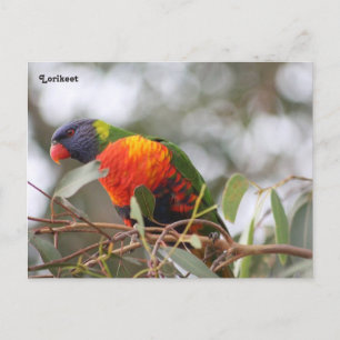 Loriketvogel Briefkaart